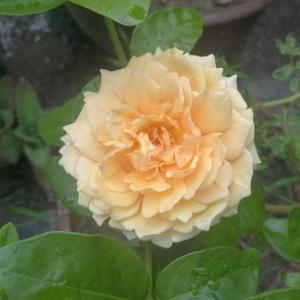 榴莲ai芒果的家长里短 头像