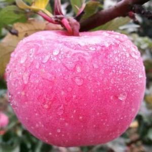 运筹帷幄麻酱5l 头像