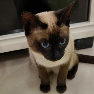 诗意咖啡猫咪 头像