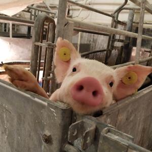 卧枝汇仰竹 头像