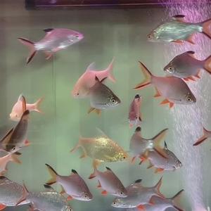 三人行左中右