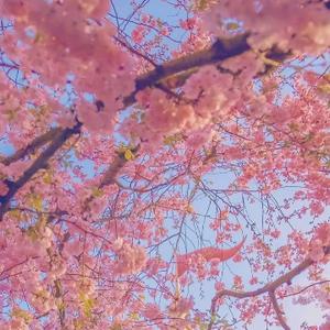 内向的小红花 头像