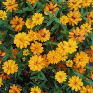 梅兰竹没有菊 头像