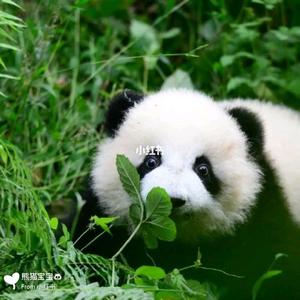 知情达理一小草 头像