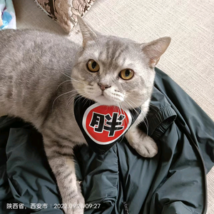 二胖猫的朋友头像