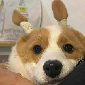 真诚花猫 头像