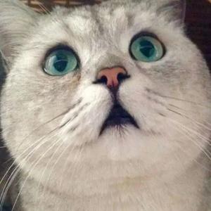 远山青色翠欲滴Nbf 头像