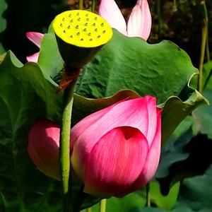 博学云畔雾隐花 头像