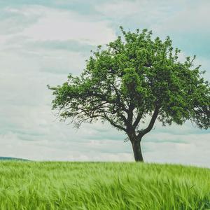 凡夫子说教 头像