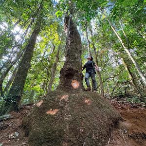 云南金丝楠木业 头像