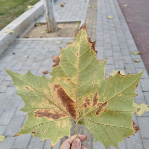 不畏将来，不念过往头像