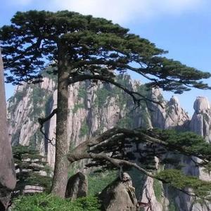 尽力而为2017 头像