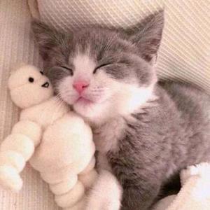 风趣的撸喵人 头像