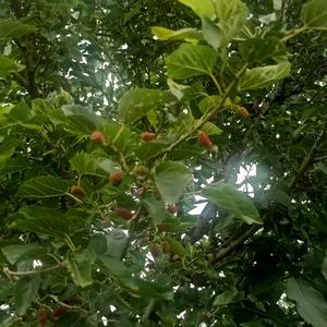 砥砺德行6e8W 头像