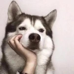 不自由唐仨儿 头像