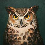 知识猫头鹰 头像