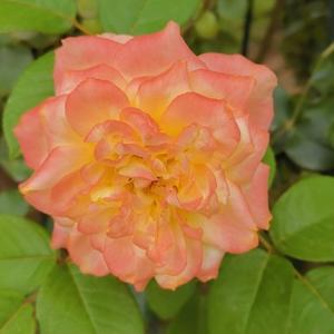 北京的梅花香 头像