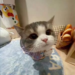 蒜泥啵啵 头像