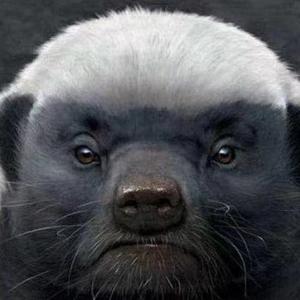 斯文成泪