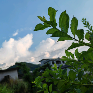 乡村墨韵 头像