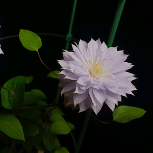 森系小吧-乐天 头像