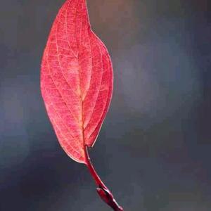 手机拍摄美丽瞬间 头像