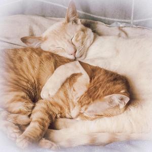 喵星球有只猫 头像