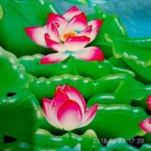荷花172858455