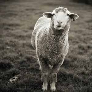 神木一齐文 头像