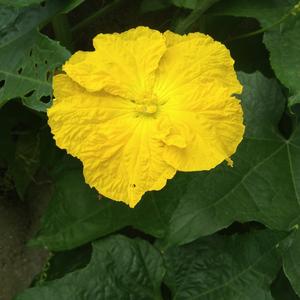 一朵丝瓜花儿 头像