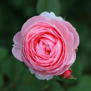 番茄1053744803091708 头像