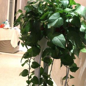 潇潇那个年代 头像