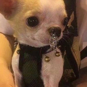 我4倒霉蛋哇 头像