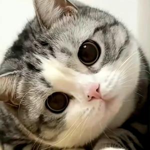 猫猫山大王 头像