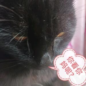 开朗战神250 头像