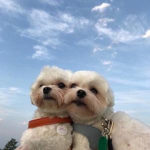 主人与狗的爱恨情仇 头像