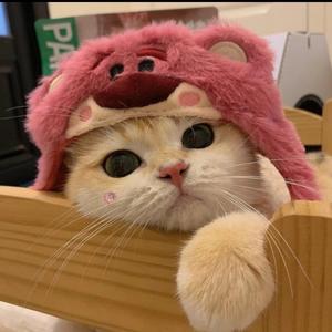 困困猫 头像