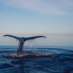 是余不是愚 头像