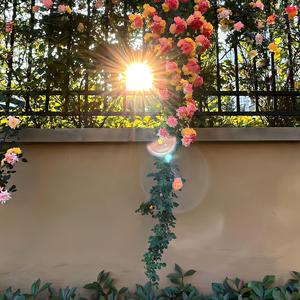 腿腿爱追剧 头像