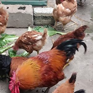 灿烂蜻蜓CCL 头像