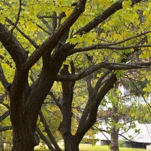 诗意孔雀gnn 头像