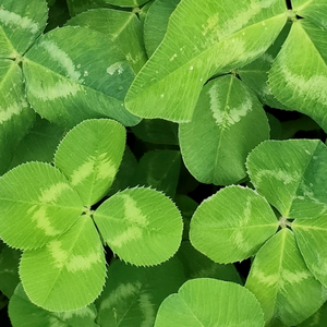 凤儿123456风儿 头像