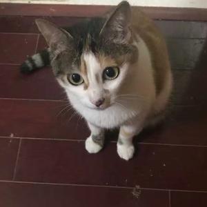 爱美食及旅行的amber 头像