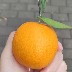 你在吃什么东西？ 头像