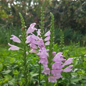 淑女荣光爱养生 头像