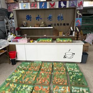 老张芙蓉鸟养殖基地头像