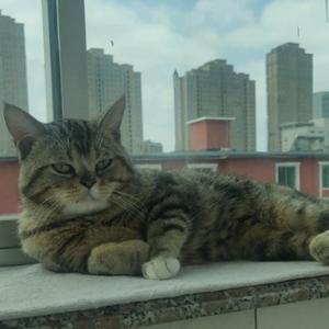 智者小宝是只猫 头像